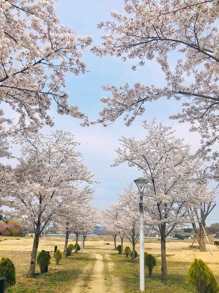 벚꽃길