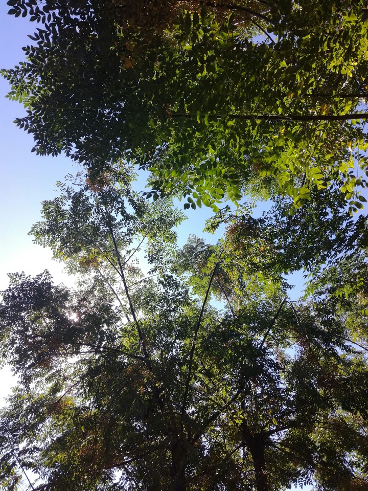Sunny Tree