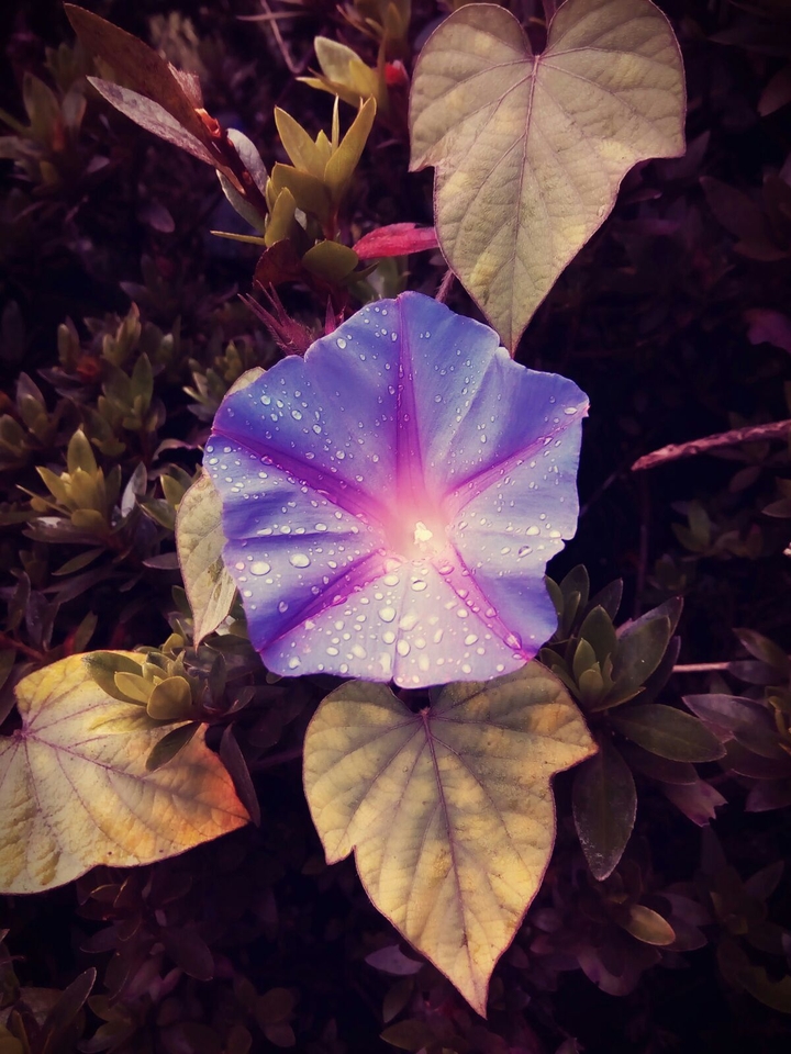 Purple flower