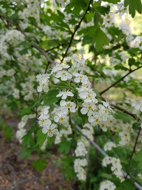 shrub, blossom桌布