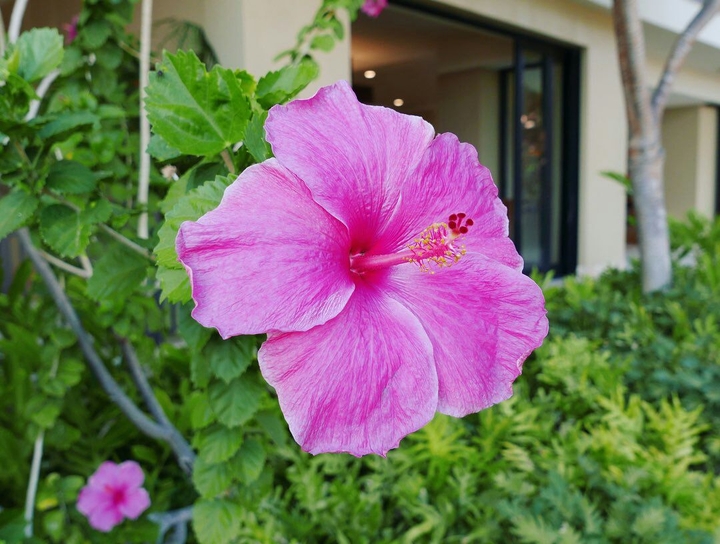#Spring #Flower