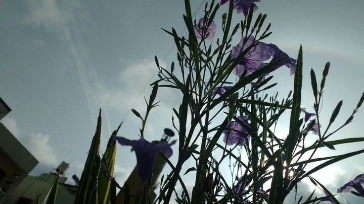Purple love