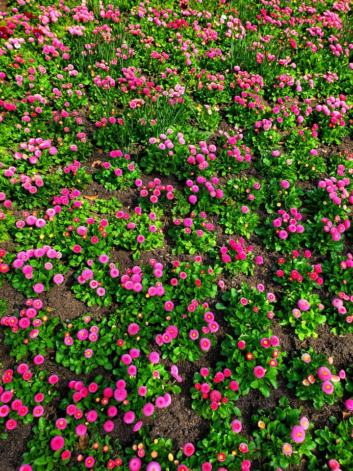 flower bed