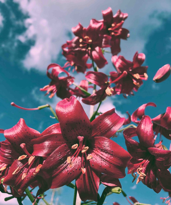 lilacs