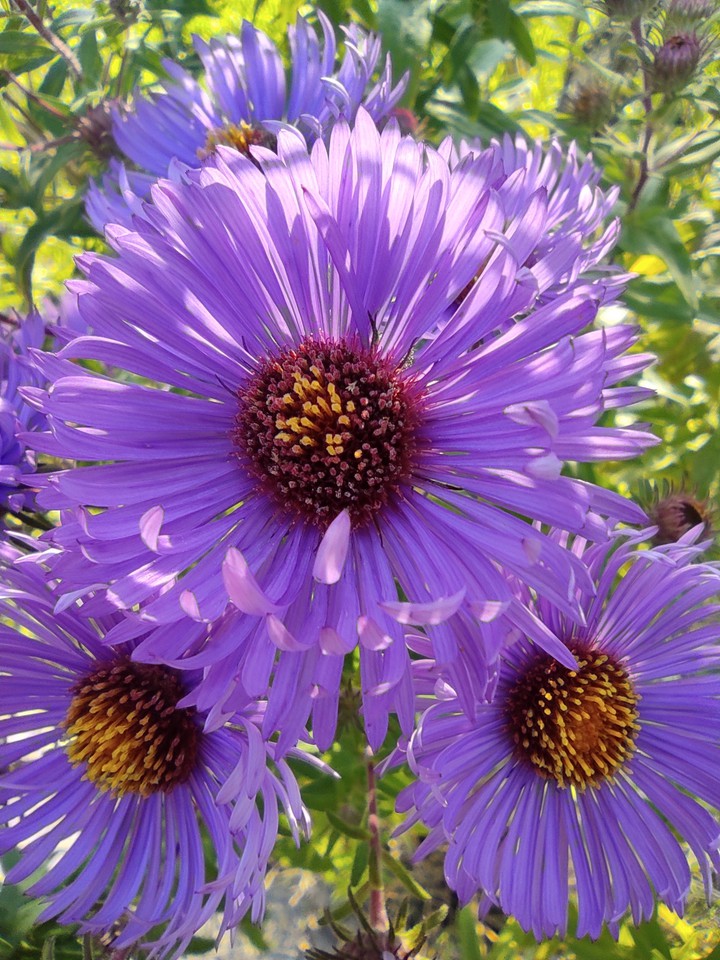asters