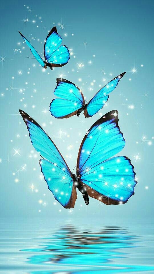 Schmetterling