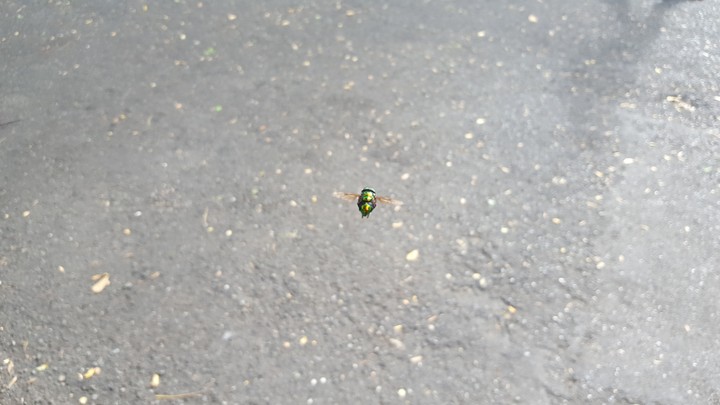 mosca verde