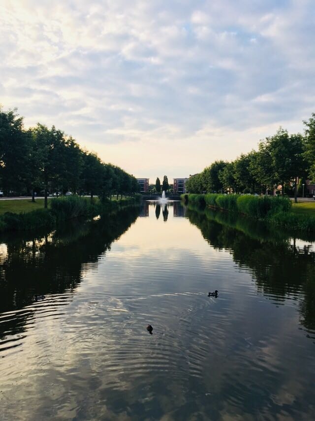 lake and ducks