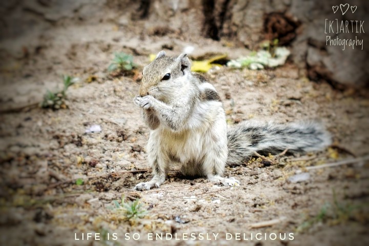 squirrel searching for food