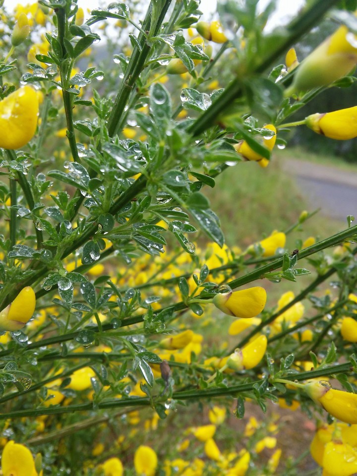 after rain