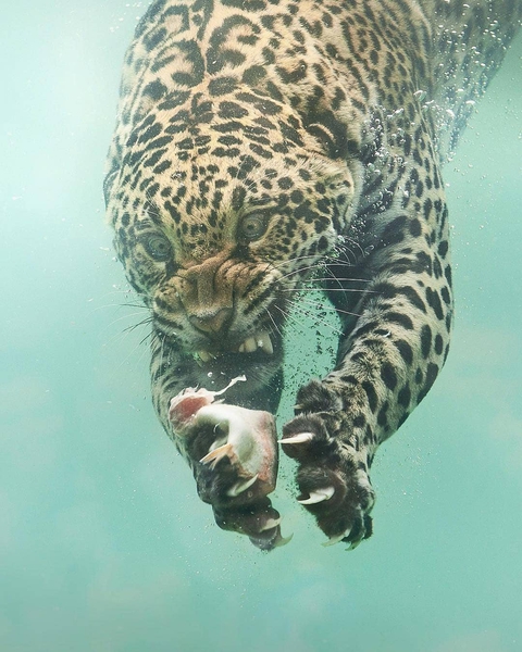 Leo