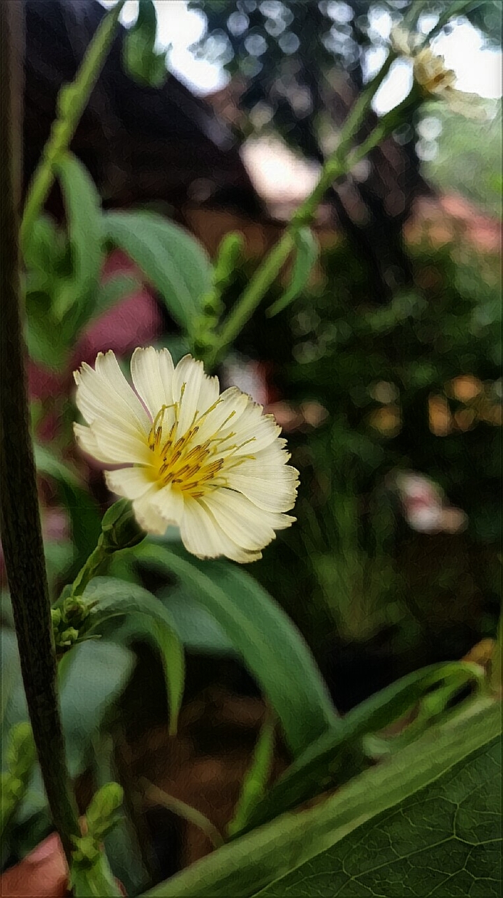 shudqia__23