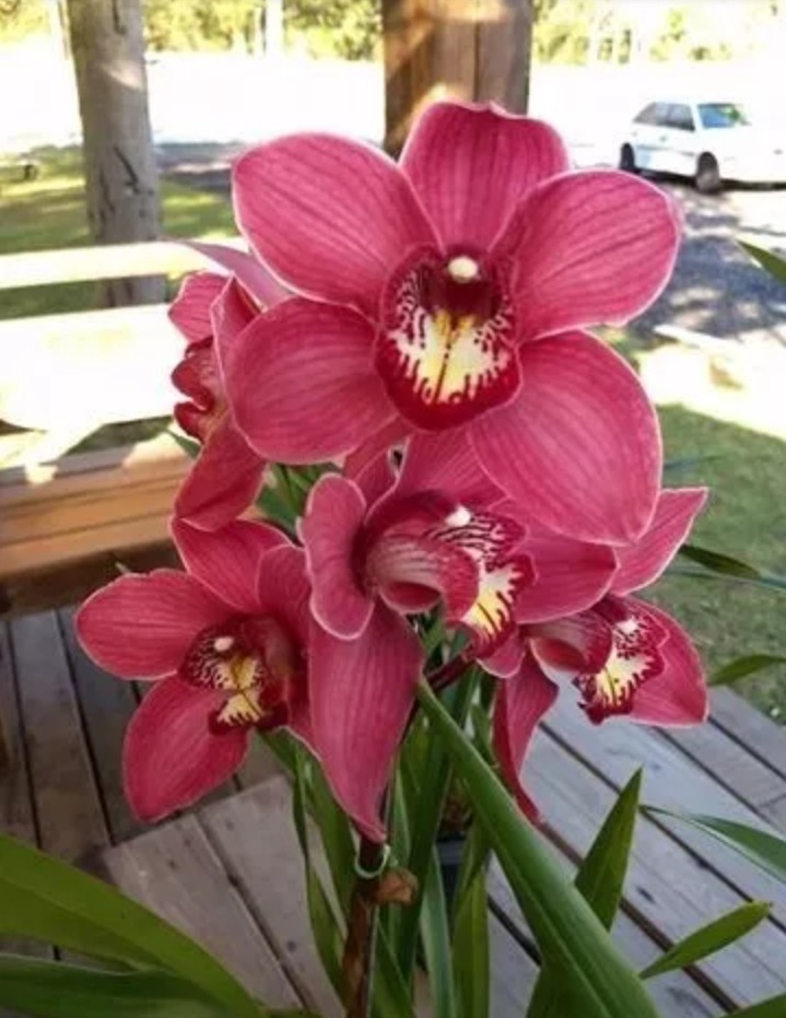 orquídea