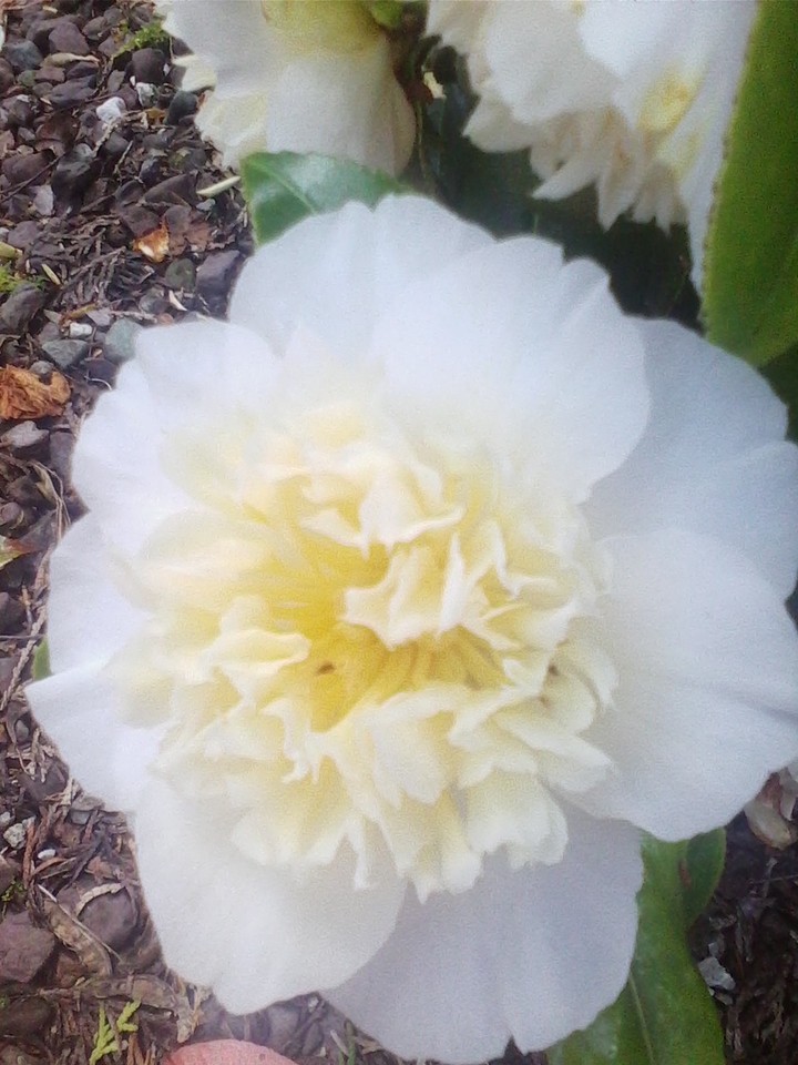 white flower