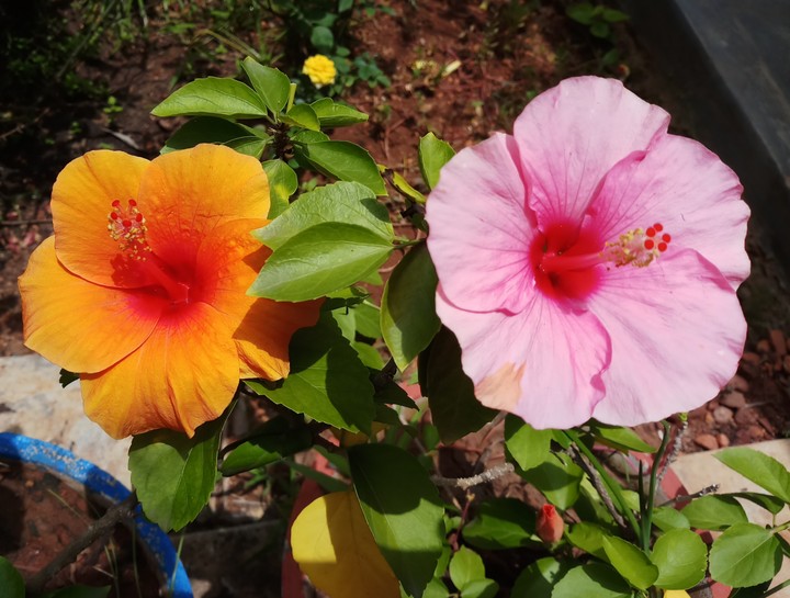 flowers