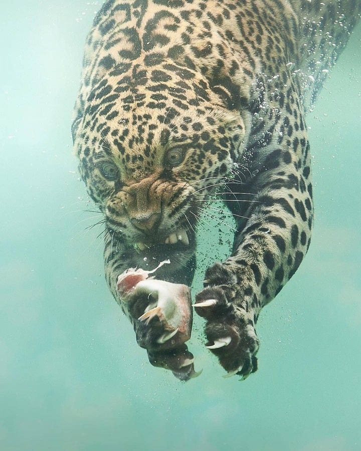 Leo