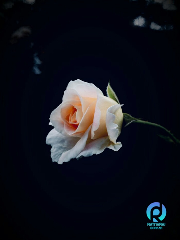white rose with orange shades
