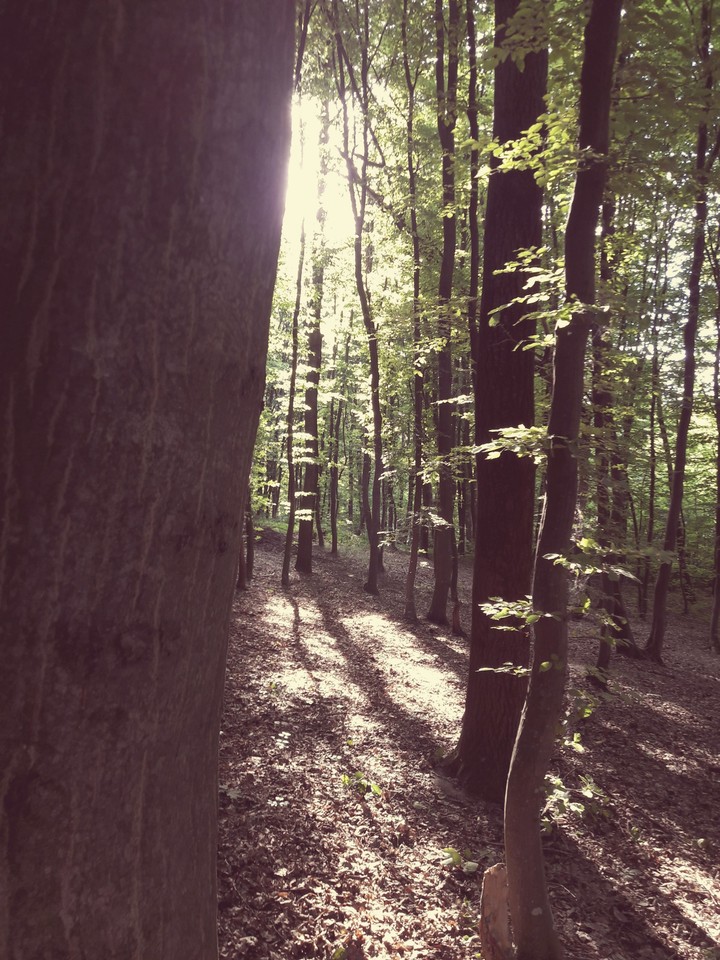 forest&sun