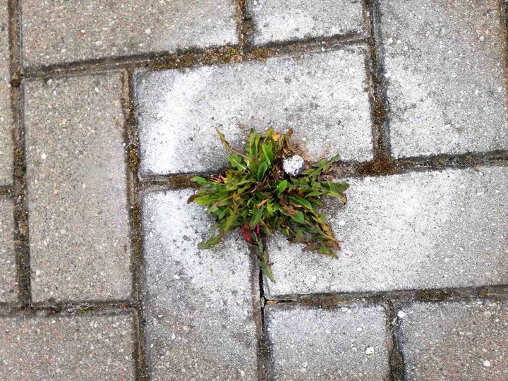 Dandelion