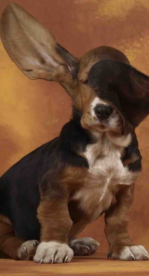 puppy
