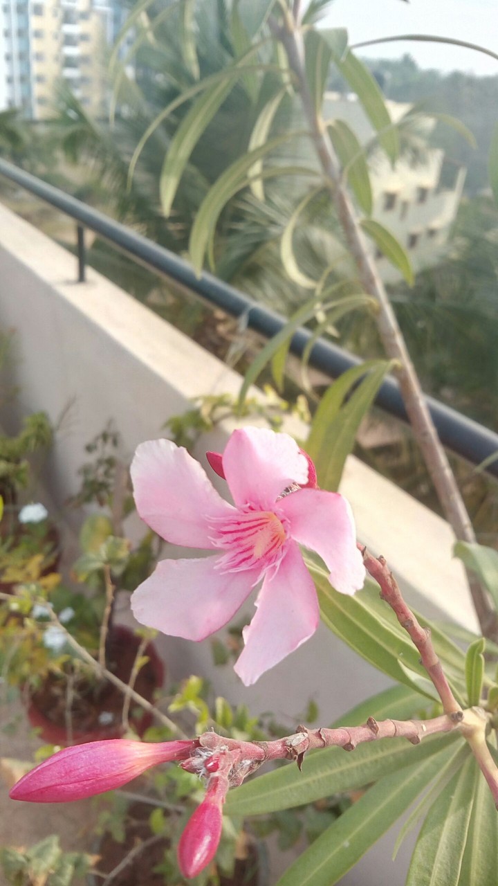 captured by phn