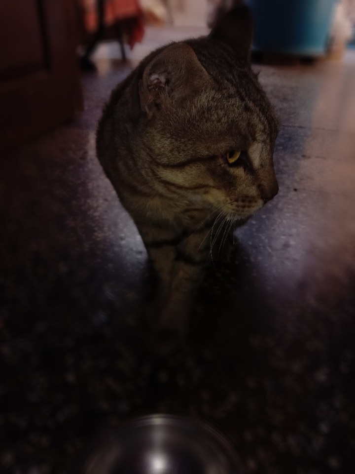 ? cat??