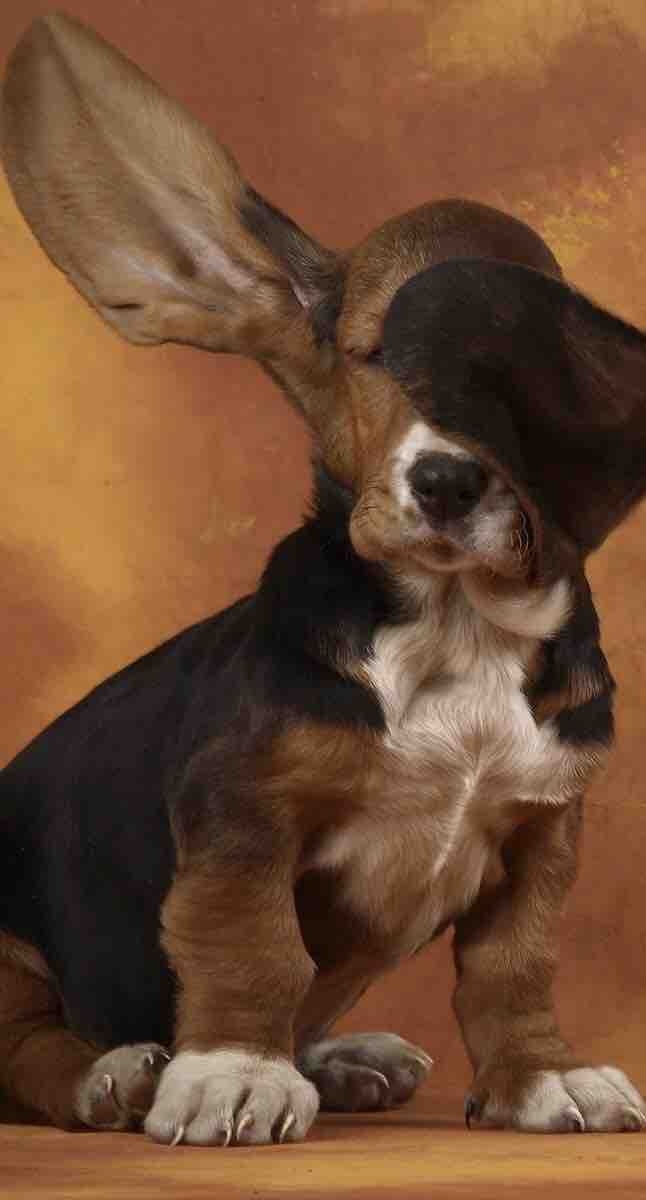 puppy