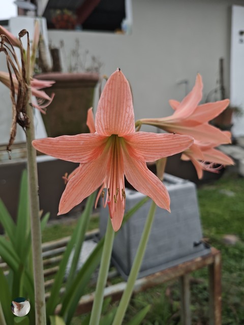 Misi_Flower