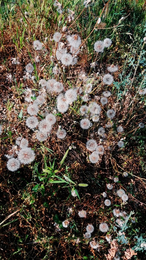 beautiful dandelions