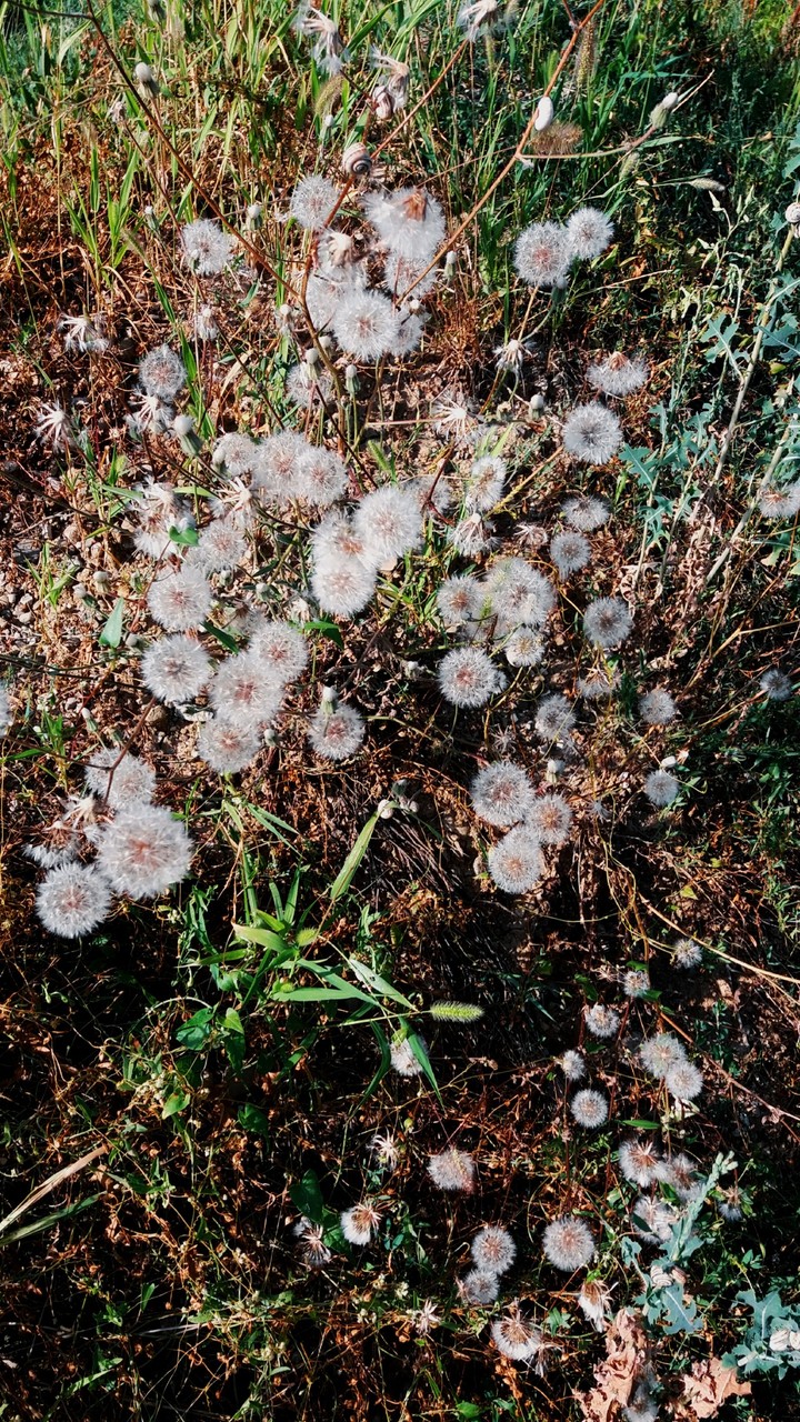 beautiful dandelions 