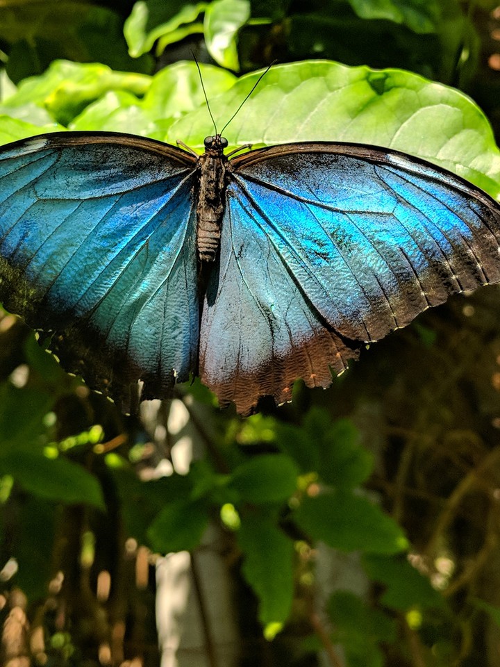 butterfly