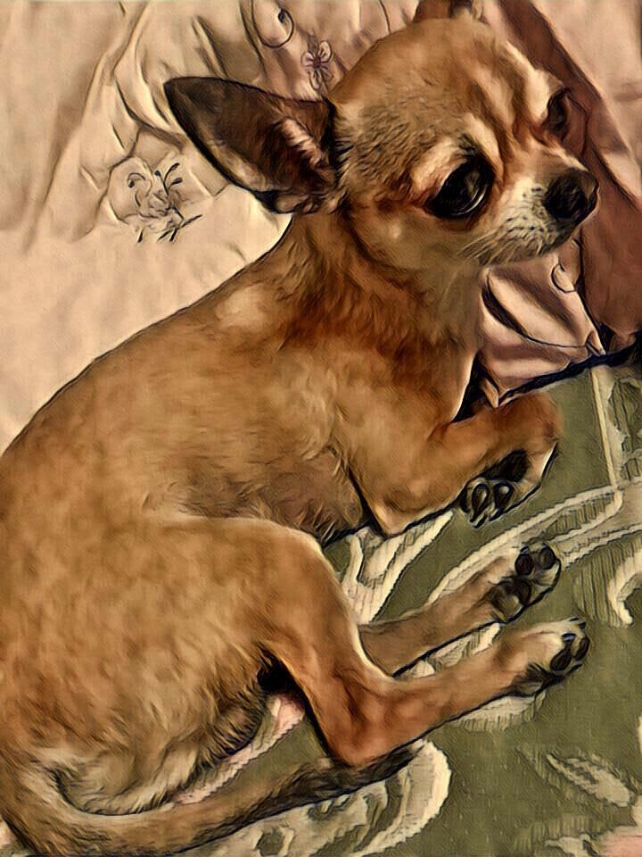 puppy