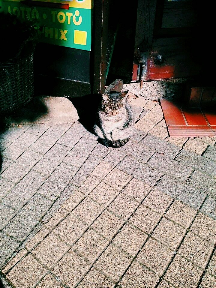 cica