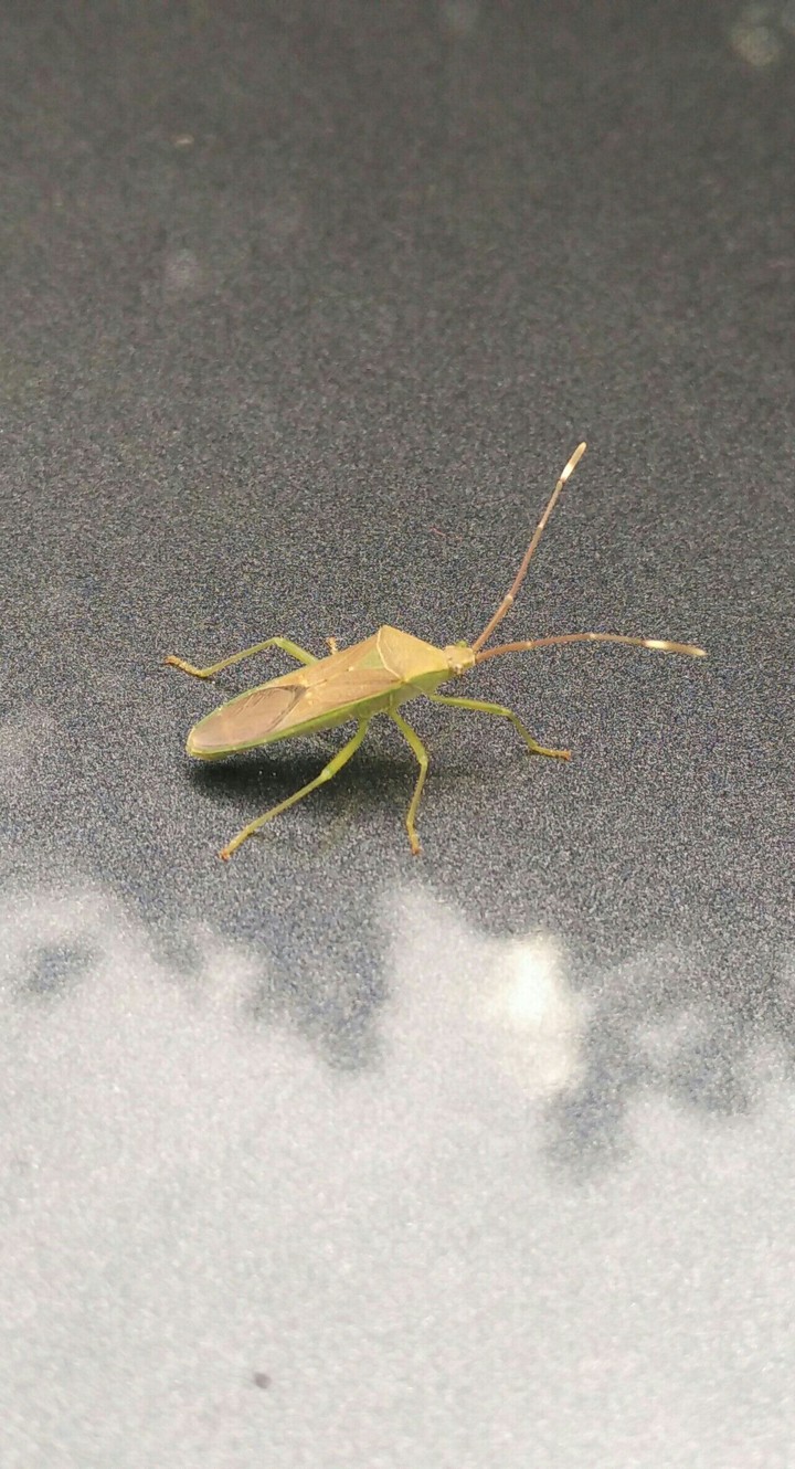 Insect