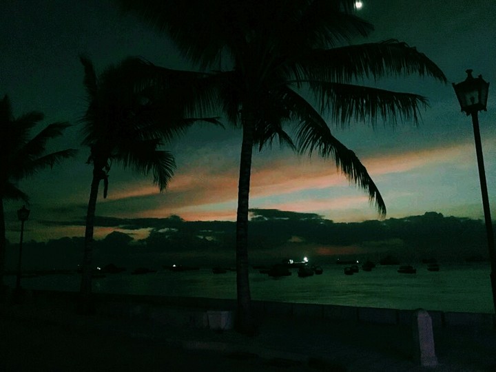 palm