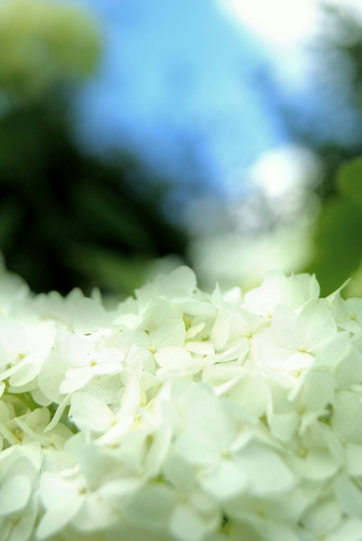 Summer hydrangea
