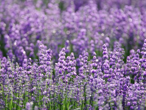 обои Garden, lavender