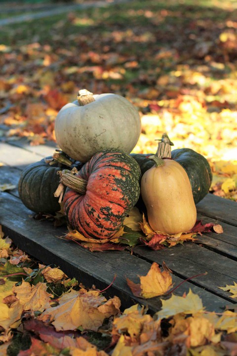Squash, gourd wallpapers