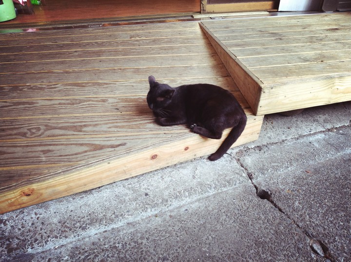 Cat sleeping