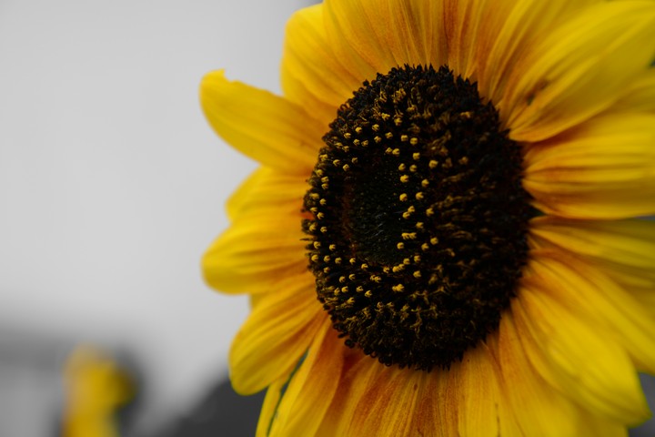 Close Up Sunflower