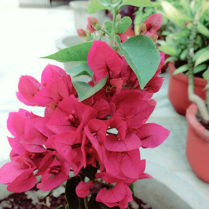 Bougainvillea ❤