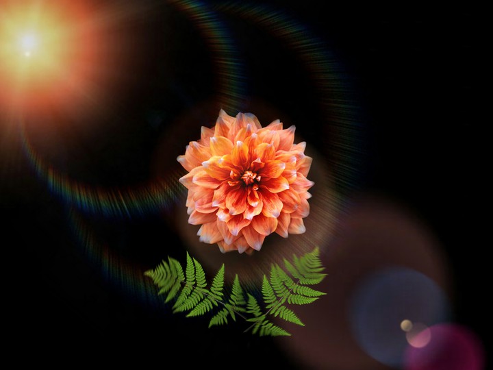 AMOLED flower