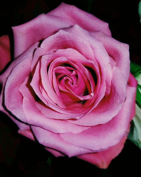 le coeur d'une rose