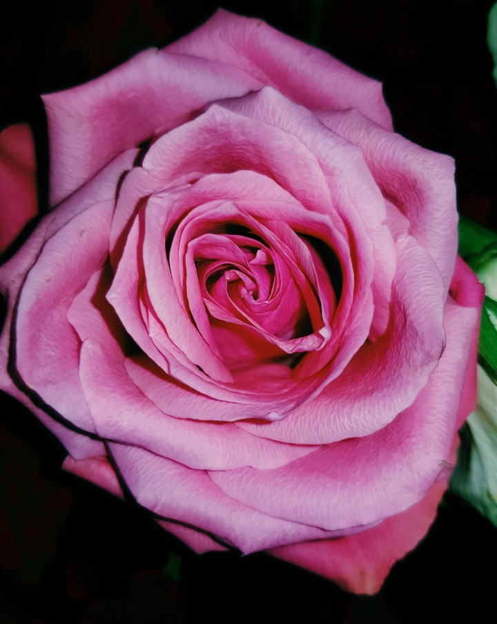 le coeur d'une rose
