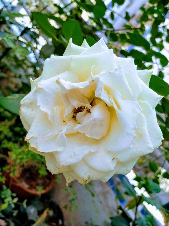 White Rose