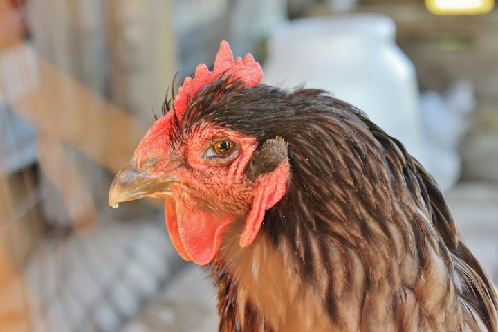 coq quin!!!!!