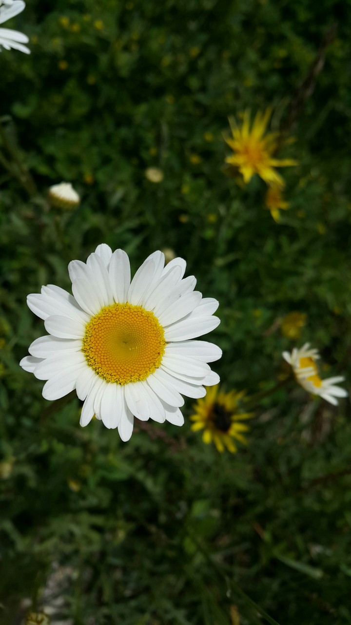 doğa
