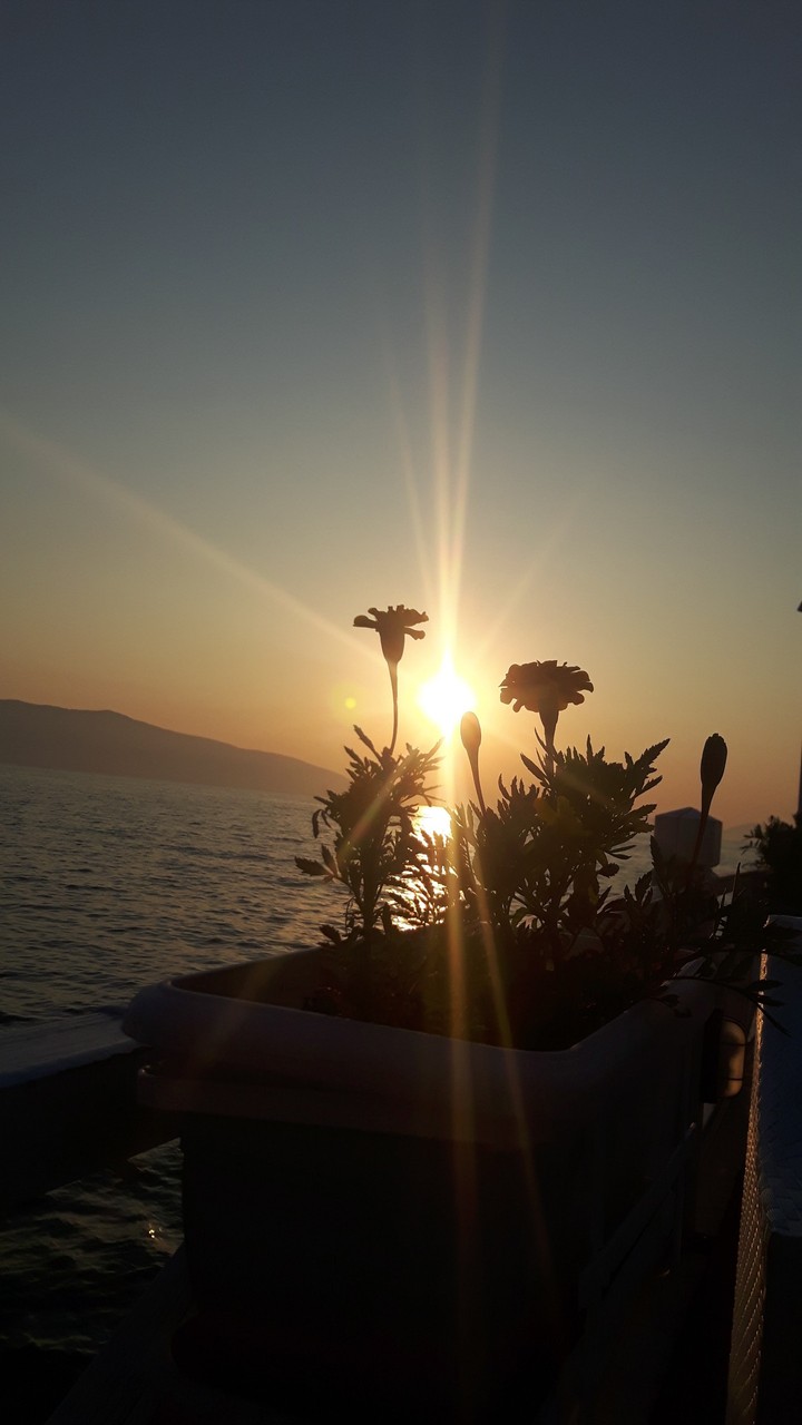 Flowers under the Sun