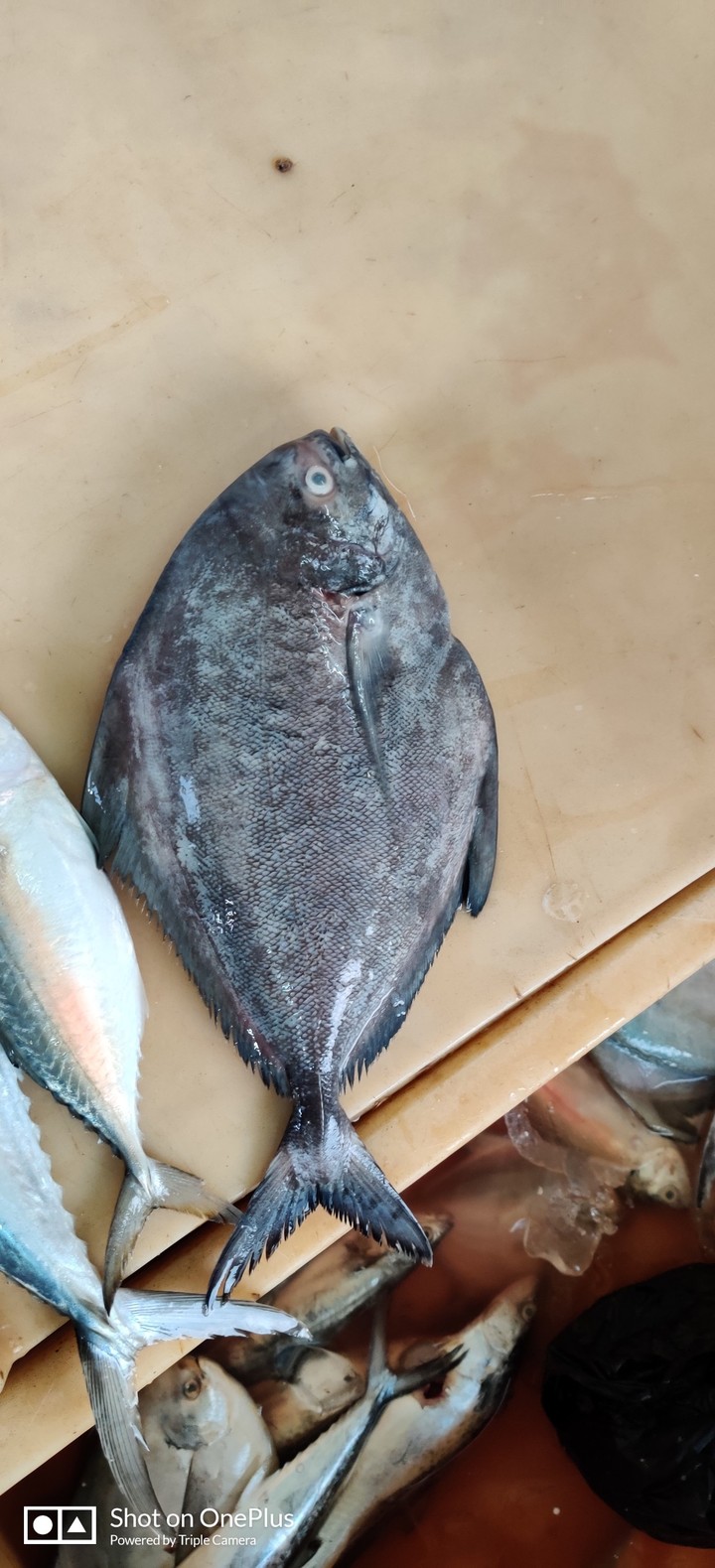 black pomfret fish market