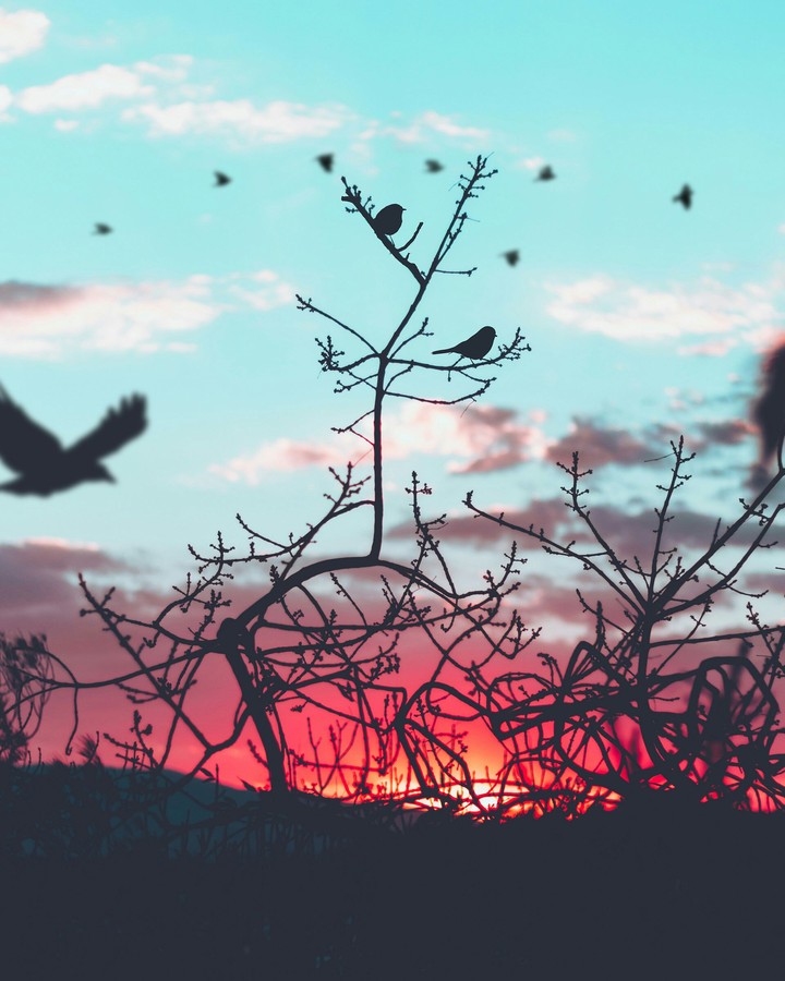 Forest Fire